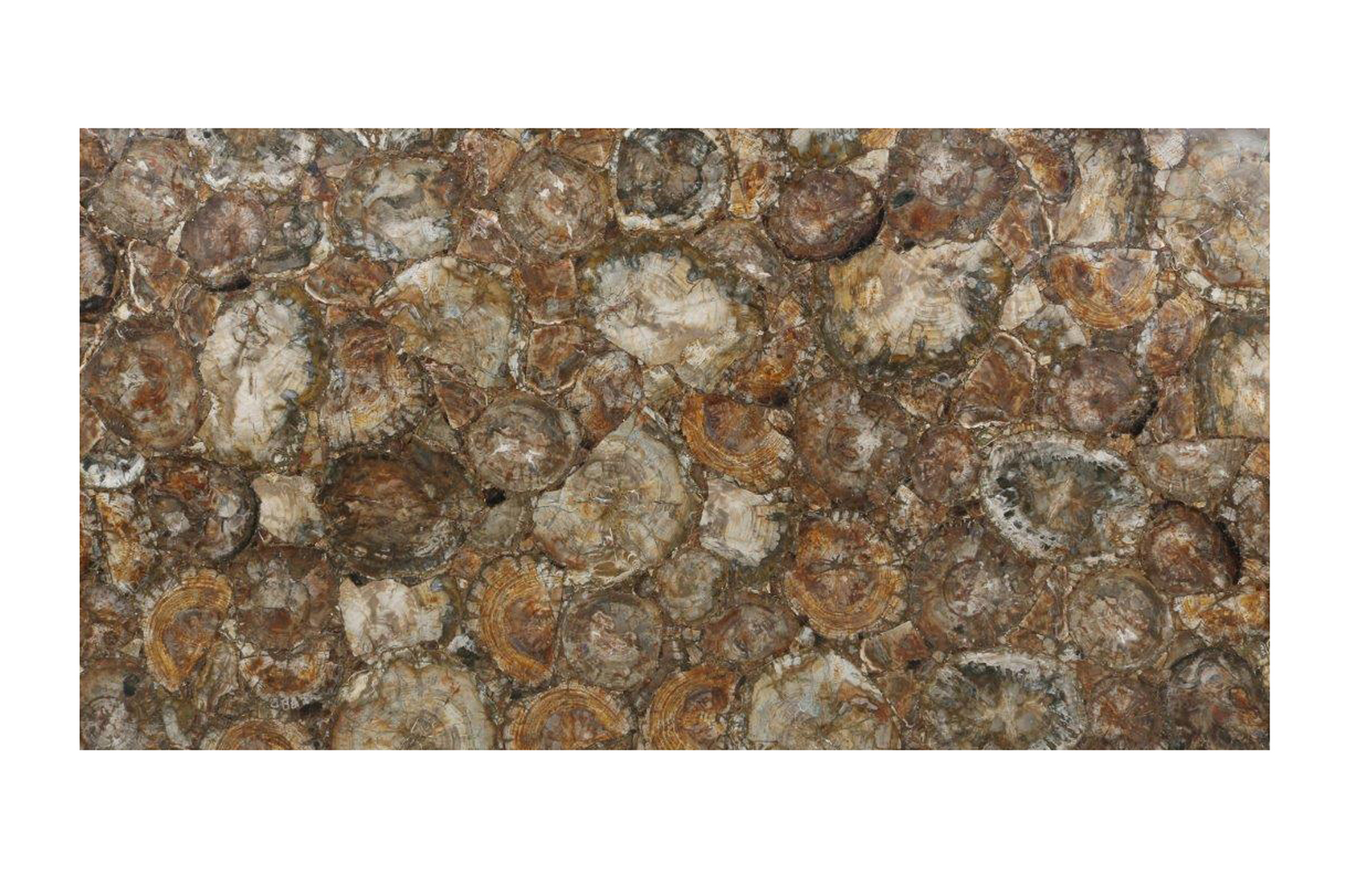 1 1/4 Slab Precioustone Retro Brown Petrified Wood L